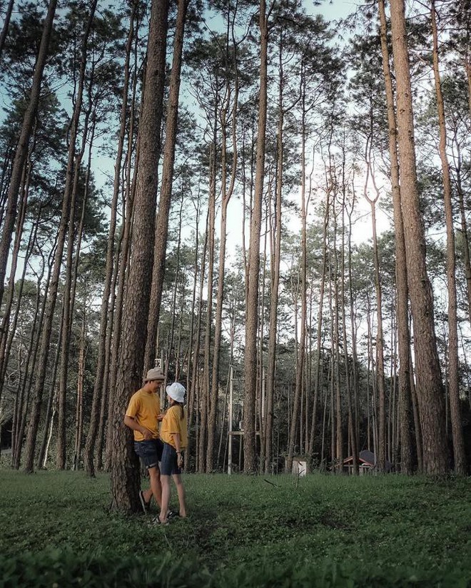 Resort mới toanh nằm giữa rừng thông đang siêu hot ở Chiangmai (Thái), rất hợp cho những ai ôm mộng trốn cả thế giới mùa thu này  - Ảnh 22.