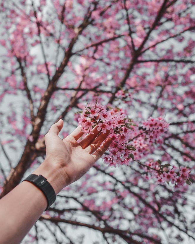 Đầu năm mới, sao không một lần chơi lớn sang hẳn Thái Lan ngắm rừng hoa anh đào đẹp như trong phim ngôn tình - Ảnh 1.