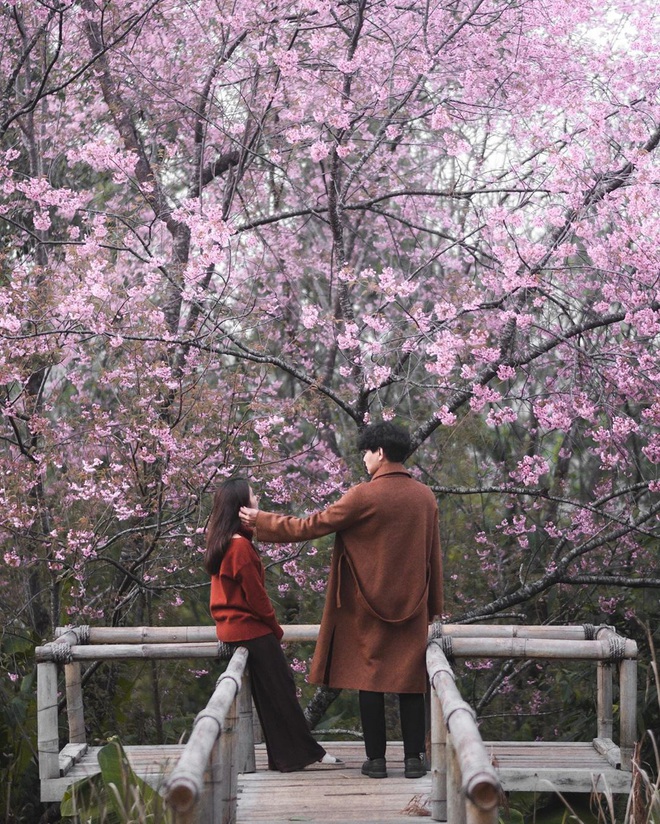 Đầu năm mới, sao kh&#244;ng một lần chơi lớn sang hẳn Th&#225;i Lan ngắm rừng hoa anh đ&#224;o đẹp như trong phim ng&#244;n t&#236;nh - Ảnh 9.