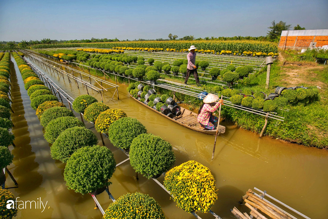 Ngất lịm giữa hàng chục cánh đồng cúc mâm xôi rộng bạt ngàn ở một trong những ngôi làng ăn Tết sớm nhất cả nước - Ảnh 1.