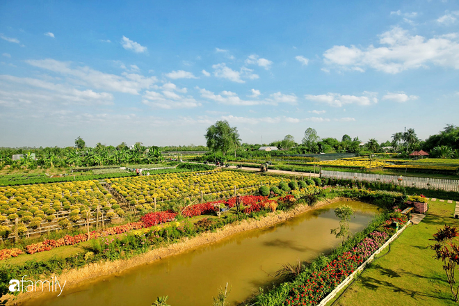 Ngất lịm giữa hàng chục cánh đồng cúc mâm xôi rộng bạt ngàn ở một trong những ngôi làng ăn Tết sớm nhất cả nước - Ảnh 2.