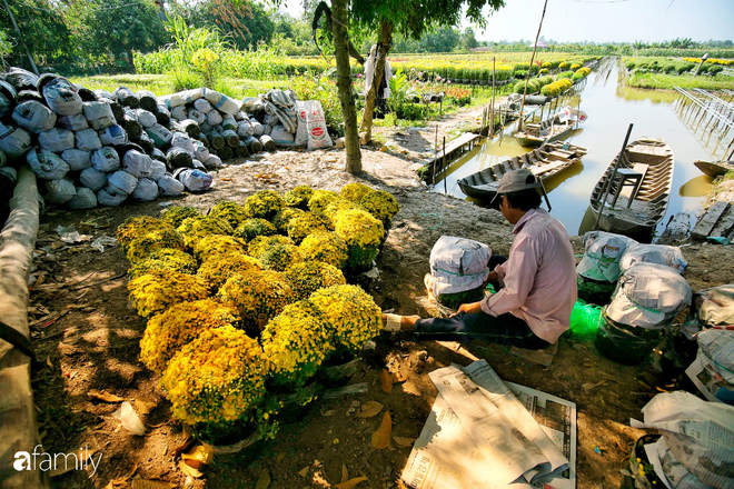 Ngất lịm giữa hàng chục cánh đồng cúc mâm xôi rộng bạt ngàn ở một trong những ngôi làng ăn Tết sớm nhất cả nước - Ảnh 8.