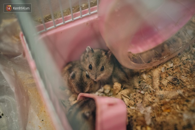 Năm Canh Tý, người trẻ tìm mua chuột hamster để giảm stress và cầu chúc may mắn - Ảnh 8.