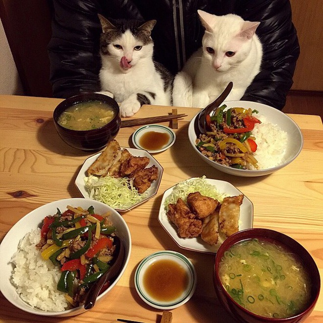 Hai chú mèo trở thành ngôi sao Instagram nhờ… ngồi nhìn “con sen” ăn cơm: Bày biện đủ món mà boss chả được cơm cháo gì! - Ảnh 4.