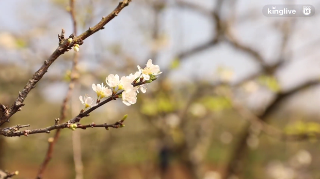 Clip: Vẻ đẹp ngỡ ngàng giữa rừng mận nở bung hoa trắng cả thung lũng ở Mộc Châu ngày giáp Tết - Ảnh 5.