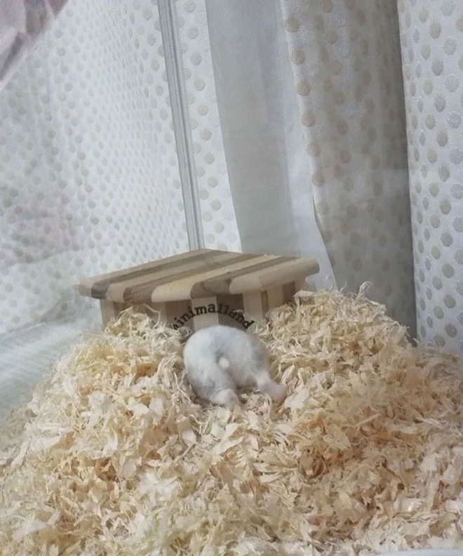 Xả stress ngày dài với những cặp mông siêu cute của em chuột Hamster béo ú  - Ảnh 2.