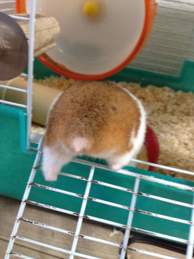 Xả stress ngày dài với những cặp mông siêu cute của em chuột Hamster béo ú  - Ảnh 3.
