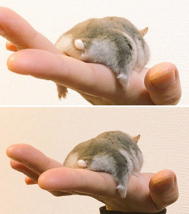 Xả stress ngày dài với những cặp mông siêu cute của em chuột Hamster béo ú  - Ảnh 16.