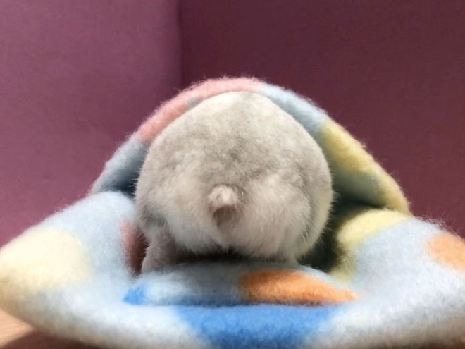 Xả stress ngày dài với những cặp mông siêu cute của em chuột Hamster béo ú  - Ảnh 17.