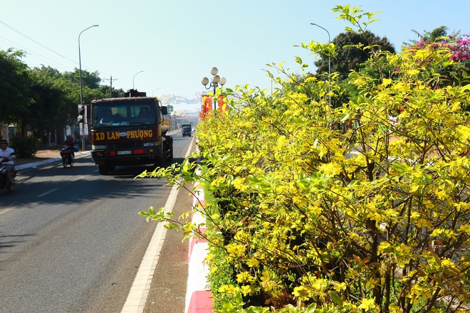 Gần 900 cây mai trồng trên 5km dải phân cách ở Bà Rịa - Vũng Tàu nở hoa đón Tết - Ảnh 1.