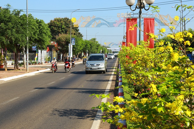 Gần 900 cây mai trồng trên 5km dải phân cách ở Bà Rịa - Vũng Tàu nở hoa đón Tết - Ảnh 8.