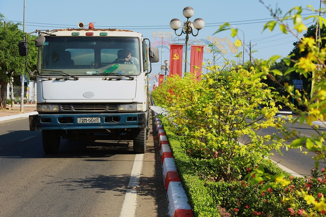 Gần 900 cây mai trồng trên 5km dải phân cách ở Bà Rịa - Vũng Tàu nở hoa đón Tết - Ảnh 7.