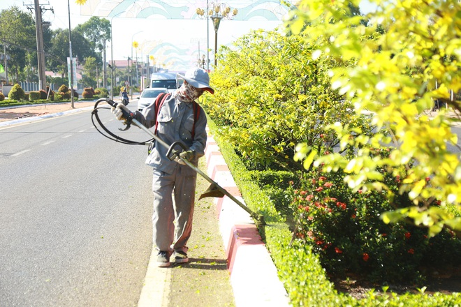 Gần 900 cây mai trồng trên 5km dải phân cách ở Bà Rịa - Vũng Tàu nở hoa đón Tết - Ảnh 5.