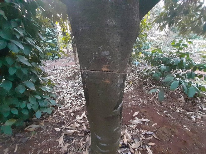 Đi&ecirc;u đứng ph&aacute;t hiện gần 60 c&acirc;y sầu ri&ecirc;ng bị chặt ph&aacute; trong ng&agrave;y Tết  - Ảnh 2.