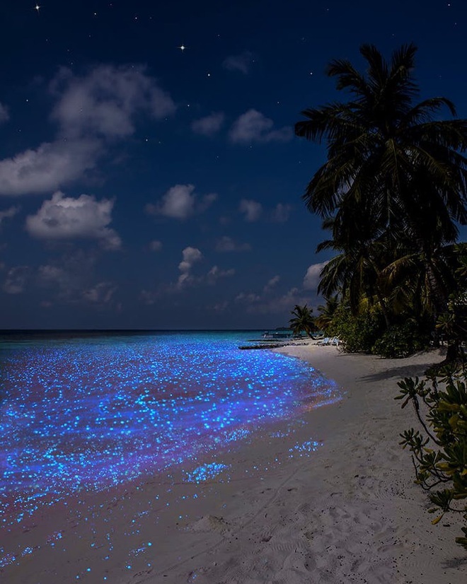 Dân mạng nửa tin nửa ngờ trước “bãi biển ngàn sao” đẹp như cổ tích ở Maldives, là có thật hay lại chiêu trò chỉnh ảnh câu like? - Ảnh 1.