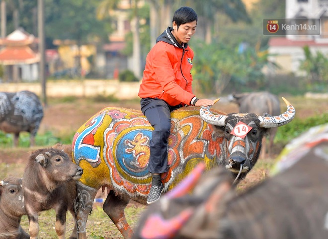 Du khách hốt hoảng khi thấy những chú trâu rực rỡ sắc màu định lồng lên do bị trêu đùa - Ảnh 11.