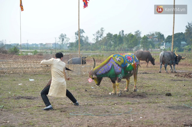 Du khách hốt hoảng khi thấy những chú trâu rực rỡ sắc màu định lồng lên do bị trêu đùa - Ảnh 13.