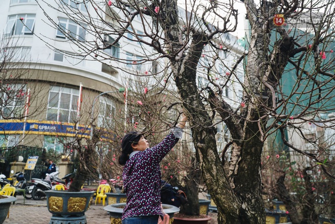 Tết Canh tý 2020 đã cận kề, nhiều gốc đào cổ thụ giá “khủng” xuất hiện trên đường phố Hà Nội - Ảnh 2.