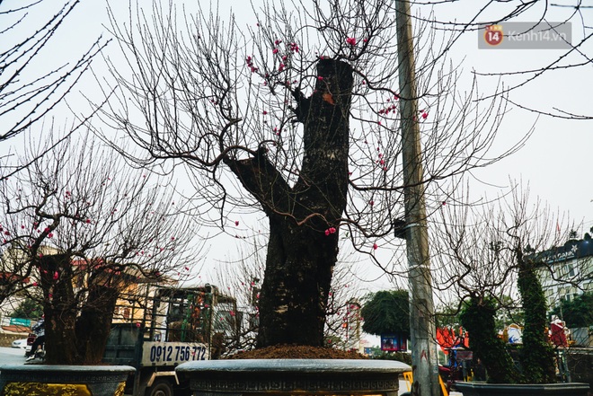Tết Canh tý 2020 đã cận kề, nhiều gốc đào cổ thụ giá “khủng” xuất hiện trên đường phố Hà Nội - Ảnh 4.
