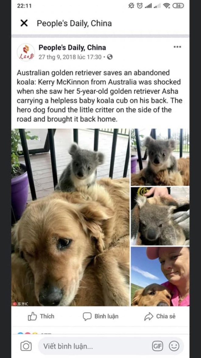 Sự thực đằng sau tấm hình chó golden cứu gấu koala lạc mẹ vì vụ cháy rừng thảm họa tại Úc: Cảm động và cưng xỉu, nhưng... fake - Ảnh 2.