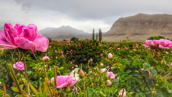 Câu chuyện về những bông hồng thơm nhất thế giới của Iran: Cả một thị trấn toàn hoa hồng, người dân làm một tháng là đủ tiền tiêu cả năm không hết - Ảnh 2.