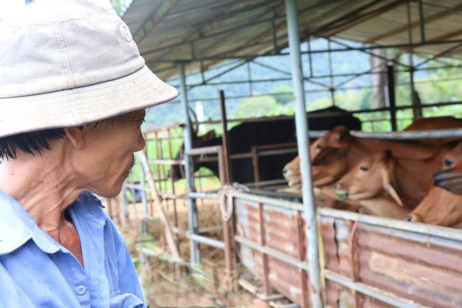 Người chăm đàn bò tót gen quý gầy trơ xương: Chờ được tiền xuống thì bò chết - Ảnh 3.