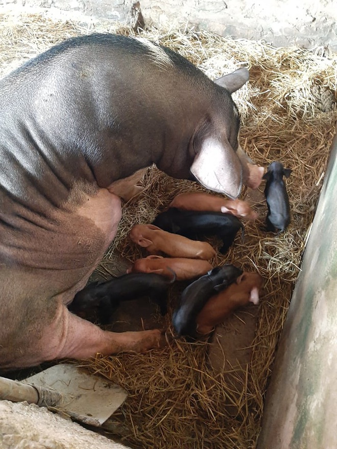 Chuyện lạ: Một cô lợn nái đẻ liên tục 2 lứa tổng cộng 21 chú lợn con chỉ sau 18 ngày - Ảnh 4.