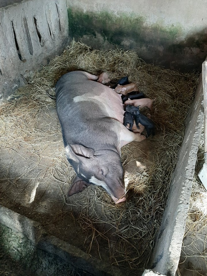 Chuyện lạ: Một cô lợn nái đẻ liên tục 2 lứa tổng cộng 21 chú lợn con chỉ sau 18 ngày - Ảnh 5.