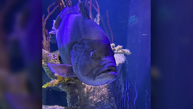 Chú cá mú bị trầm cảm vì cô đơn sau khi ăn thịt hết anh em cùng bể - Ảnh 1.