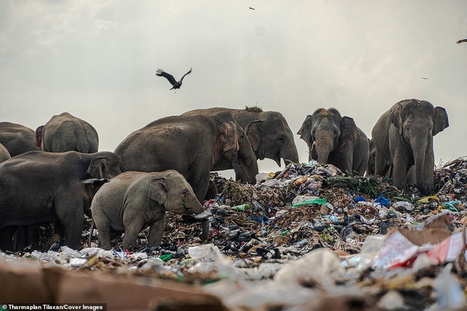 Cảnh tượng nhói lòng: Đàn voi xác xơ quanh quẩn kiếm ăn bên một bãi rác khổng lồ, ăn phải rác nhựa và toàn những thứ không thể tiêu hóa - Ảnh 9.