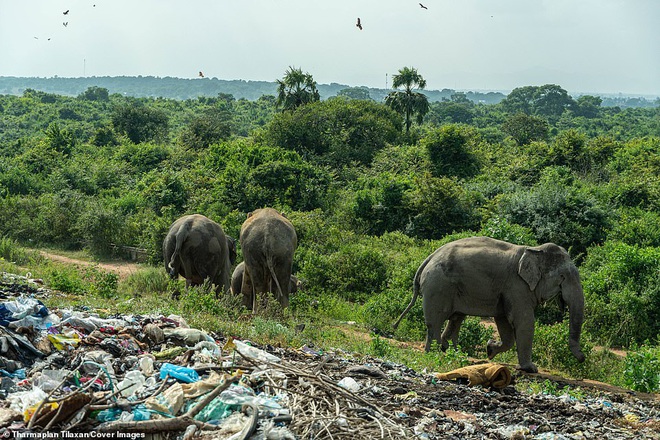 Cảnh tượng nhói lòng: Đàn voi xác xơ quanh quẩn kiếm ăn bên một bãi rác khổng lồ, ăn phải rác nhựa và toàn những thứ không thể tiêu hóa - Ảnh 8.