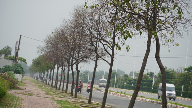 H&agrave;ng trăm c&acirc;y xanh ở Vũng T&agrave;u trụi l&aacute; v&igrave; s&acirc;u lạ tấn c&ocirc;ng - Ảnh 3.