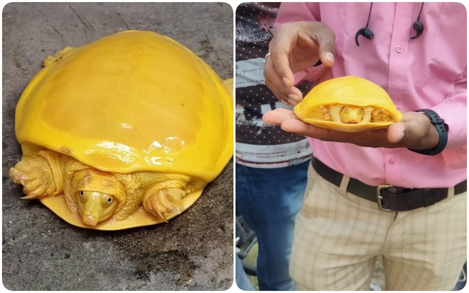 Bí mật gì đằng sau 2 chú rùa có màu vàng đến vô lý đang gây bão mạng xã hội những ngày qua? - Ảnh 2. Bí mật gì đằng sau 2 chú rùa có màu vàng đến vô lý đang gây bão mạng xã hội những ngày qua? - Ảnh 2.