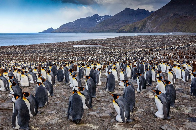 Hơn nửa triệu con chim cánh cụt hoàng đế lúc nha lúc nhúc tụ tập về lãnh địa phía nam Đại Tây Dương để bắt đầu mùa sinh sản - Ảnh 3.