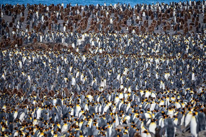 Hơn nửa triệu con chim cánh cụt hoàng đế lúc nha lúc nhúc tụ tập về lãnh địa phía nam Đại Tây Dương để bắt đầu mùa sinh sản - Ảnh 1.