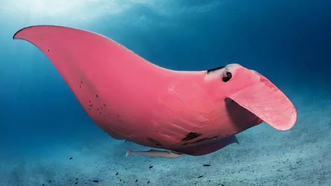 Chuyện hi hữu triệu lần mới bắt gặp được: Nhiếp ảnh gia may mắn chụp được chú cá đuối có màu hồng duy nhất trên thế giới  - Ảnh 1.