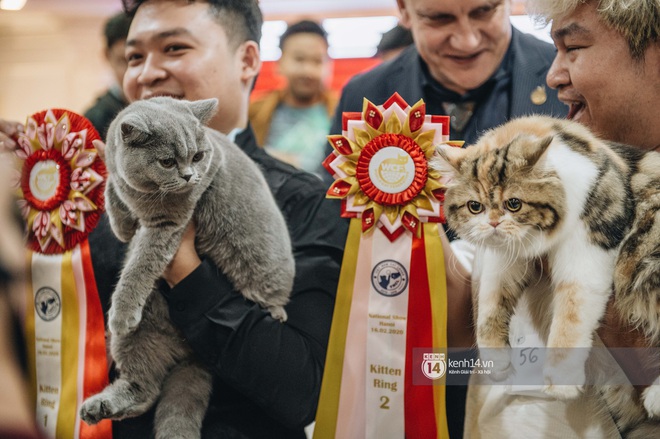 Đi thi mèo đẹp ở Hà Nội, các đại boss để lại loạt khoảnh khắc cưng không đỡ nổi: Chảnh mèo là có thật! - Ảnh 5.