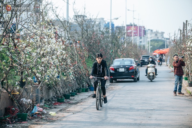 Tết đã hết nhưng thú chơi hoa đào, hoa lê rừng bạc triệu của người Hà Nội chưa hết bao giờ! - Ảnh 14.