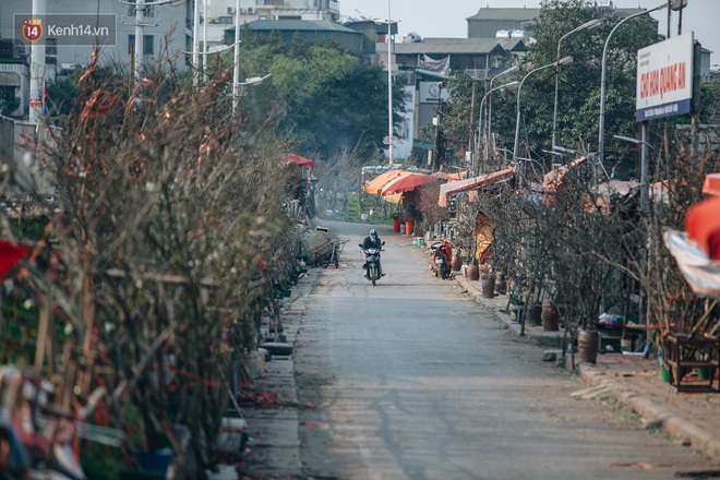 Tết đã hết nhưng thú chơi hoa đào, hoa lê rừng bạc triệu của người Hà Nội chưa hết bao giờ! - Ảnh 2.