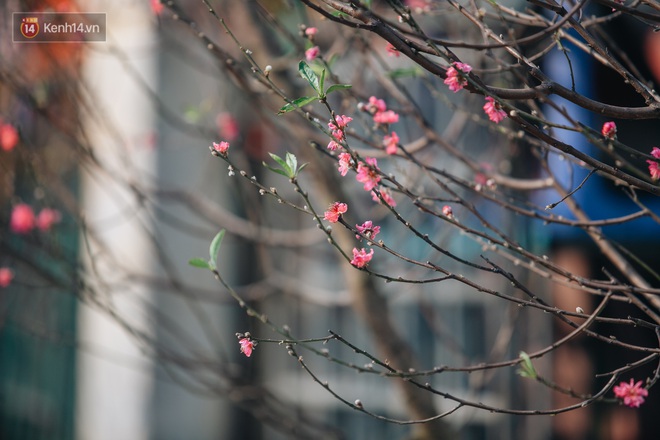 Tết đã hết nhưng thú chơi hoa đào, hoa lê rừng bạc triệu của người Hà Nội chưa hết bao giờ! - Ảnh 4.