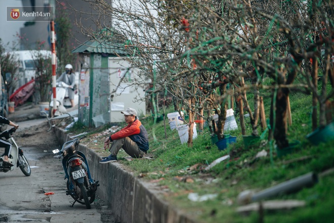 Tết đã hết nhưng thú chơi hoa đào, hoa lê rừng bạc triệu của người Hà Nội chưa hết bao giờ! - Ảnh 10.