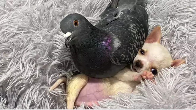 Chó không thể đi và chim bồ câu không thể bay, hai con vật đồng cảnh ngộ cùng nhau chia sẻ tình bạn ấm áp tại trung tâm cứu hộ  - Ảnh 2.