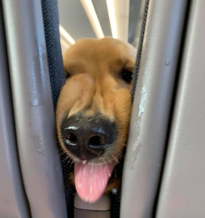 Bức ảnh sẽ l&agrave;m bừng s&aacute;ng cả ng&agrave;y của bạn: Đi m&aacute;y bay c&ugrave;ng mẹ, ch&uacute; ch&oacute; c&oacute; một h&agrave;nh động khiến mọi người &ldquo;tan chảy&rdquo; v&igrave; qu&aacute; dễ thương - Ảnh 4.