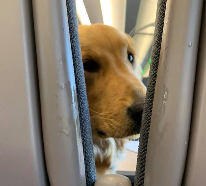 Bức ảnh sẽ l&agrave;m bừng s&aacute;ng cả ng&agrave;y của bạn: Đi m&aacute;y bay c&ugrave;ng mẹ, ch&uacute; ch&oacute; c&oacute; một h&agrave;nh động khiến mọi người &ldquo;tan chảy&rdquo; v&igrave; qu&aacute; dễ thương - Ảnh 1.