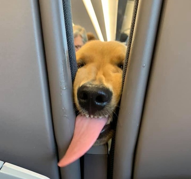 Bức ảnh sẽ l&agrave;m bừng s&aacute;ng cả ng&agrave;y của bạn: Đi m&aacute;y bay c&ugrave;ng mẹ, ch&uacute; ch&oacute; c&oacute; một h&agrave;nh động khiến mọi người &ldquo;tan chảy&rdquo; v&igrave; qu&aacute; dễ thương - Ảnh 5.