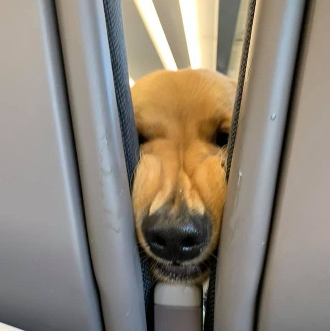 Bức ảnh sẽ l&agrave;m bừng s&aacute;ng cả ng&agrave;y của bạn: Đi m&aacute;y bay c&ugrave;ng mẹ, ch&uacute; ch&oacute; c&oacute; một h&agrave;nh động khiến mọi người &ldquo;tan chảy&rdquo; v&igrave; qu&aacute; dễ thương - Ảnh 2.