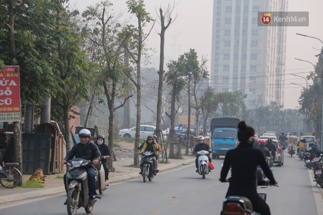 Hà Nội: Mới trồng chưa được 1 năm, hàng cây chết dọc tuyến đường mới mở bị chặt bỏ hàng loạt, chuẩn bị trở thành… củi khô - Ảnh 1.