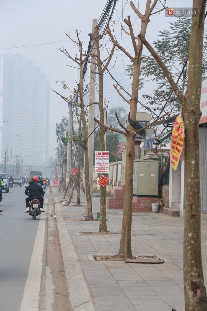 Hà Nội: Mới trồng chưa được 1 năm, hàng cây chết dọc tuyến đường mới mở bị chặt bỏ hàng loạt, chuẩn bị trở thành… củi khô - Ảnh 8.