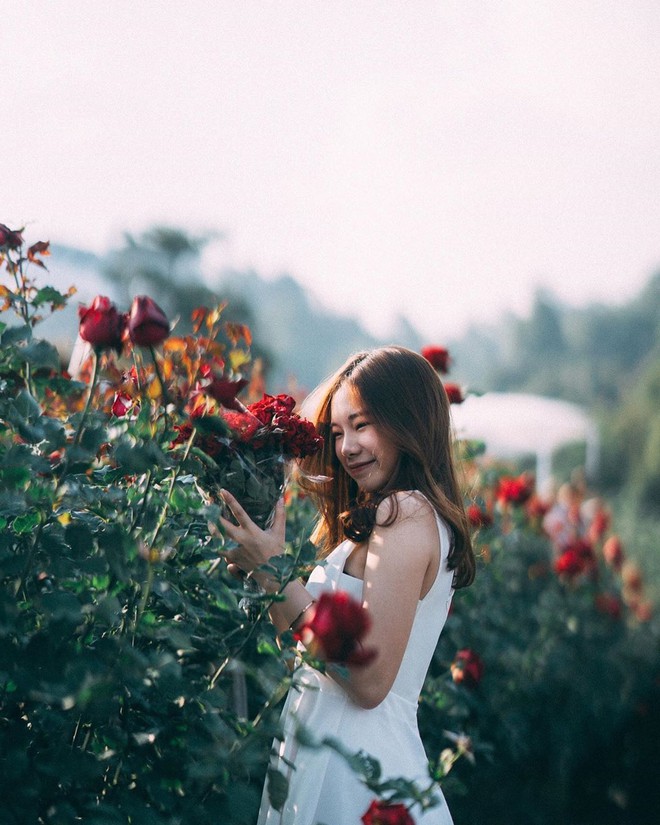 M&atilde;n nh&atilde;n trước vườn hồng triệu đ&oacute;a đang g&acirc;y sốt ở Chiang Mai, đẹp thế n&agrave;y h&egrave;n g&igrave; d&acirc;n t&igrave;nh đổ x&ocirc; đi check in l&agrave; phải - Ảnh 11.