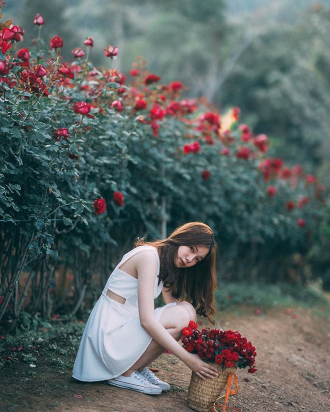 M&atilde;n nh&atilde;n trước vườn hồng triệu đ&oacute;a đang g&acirc;y sốt ở Chiang Mai, đẹp thế n&agrave;y h&egrave;n g&igrave; d&acirc;n t&igrave;nh đổ x&ocirc; đi check in l&agrave; phải - Ảnh 12.